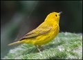 _1SB4482 yellow warbler